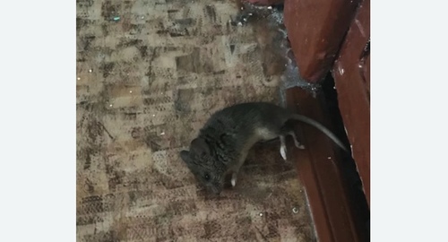 Дезинфекция от мышей в Куйбышеве