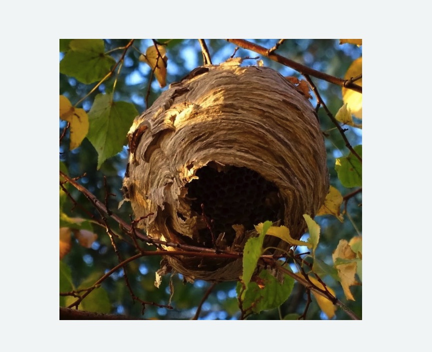 Обработка от шершней в Куйбышеве