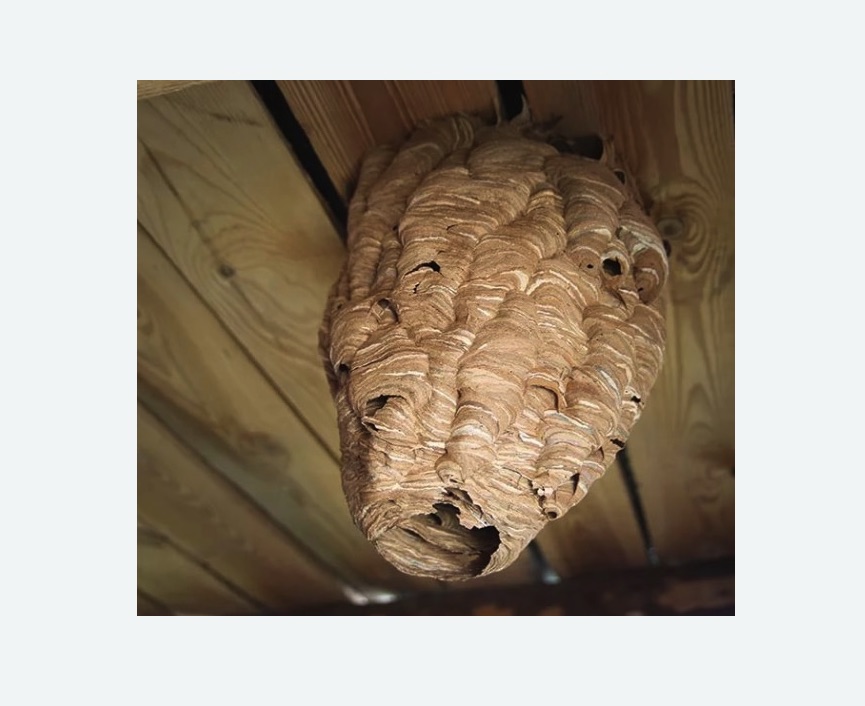 обработка от шершней в Куйбышеве