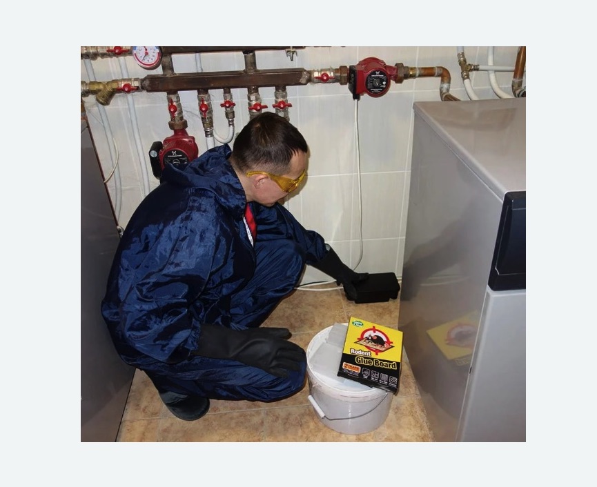 Уничтожение крыс Уничтожение крыс в Куйбышеве