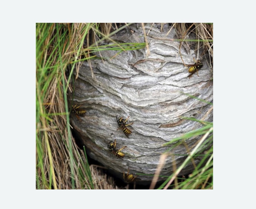 Уничтожение ос и ульев в Куйбышеве